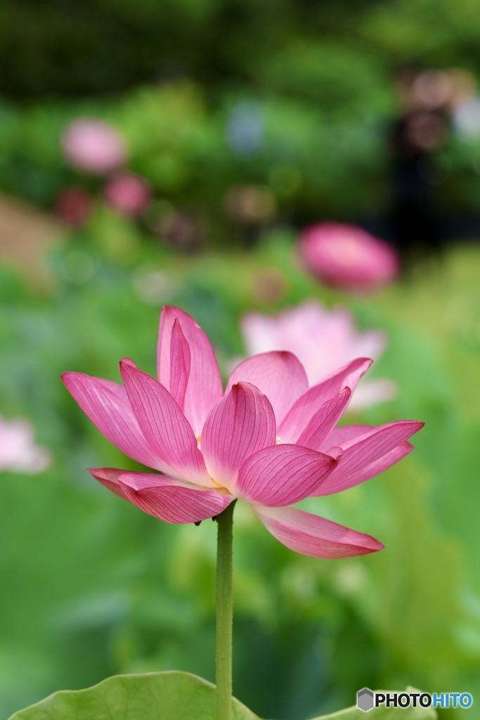 夏の花