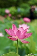 夏の花