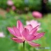 夏の花