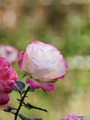 ディスティニー