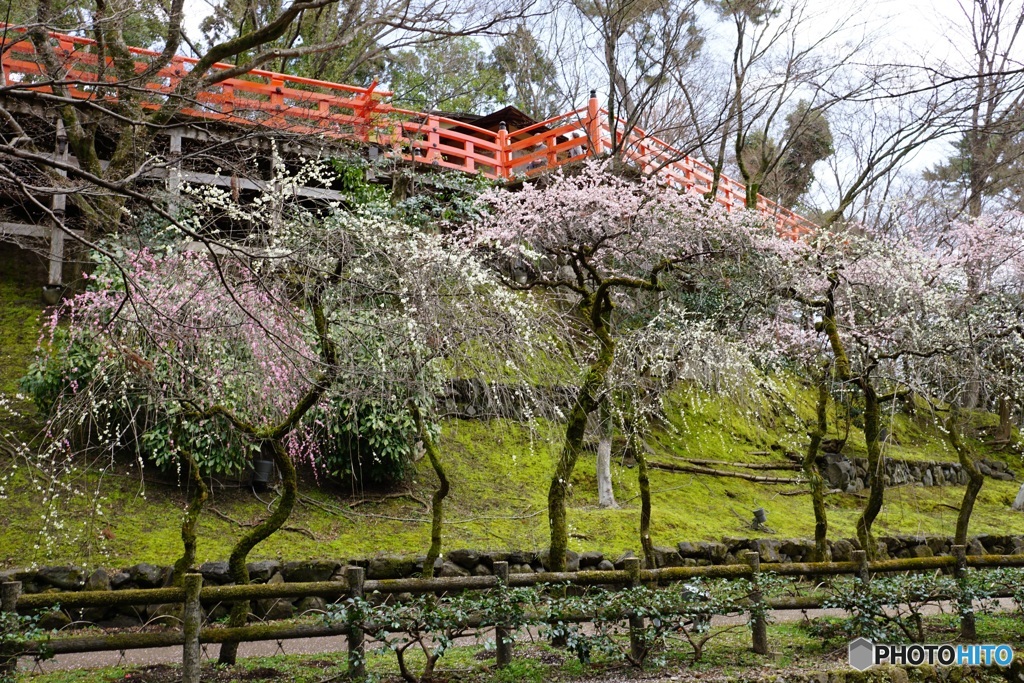 御土居と梅