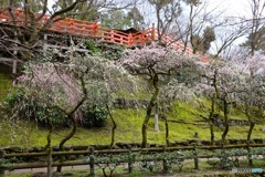 御土居と梅