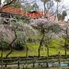 御土居と梅