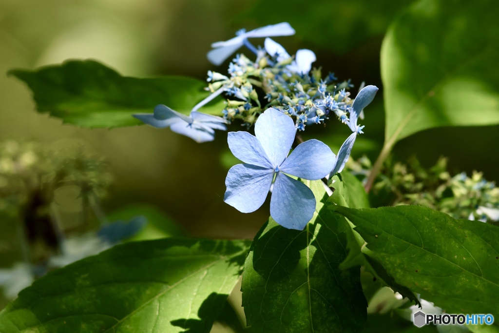 紫陽花