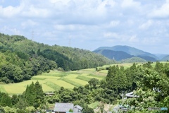 棚　田