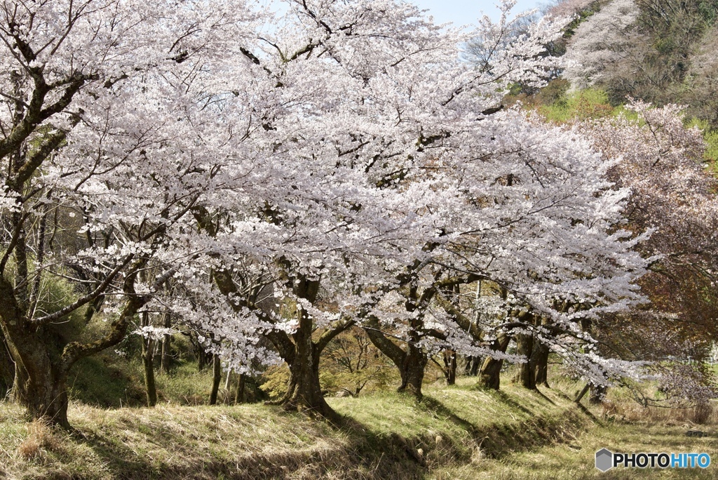 桜　８