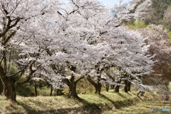 桜　８