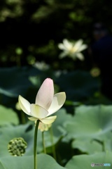夏の花