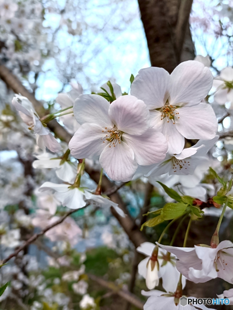 桜　５