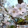 桜　５