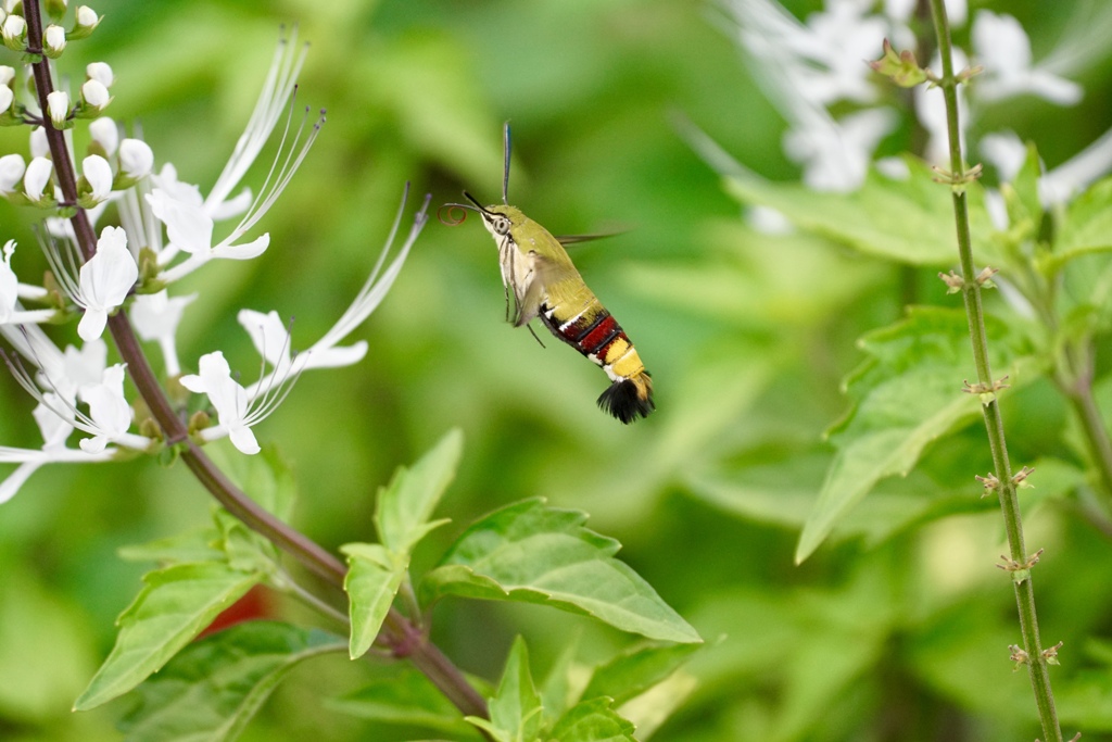 空飛ぶ海老フリャー