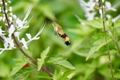 空飛ぶ海老フリャー