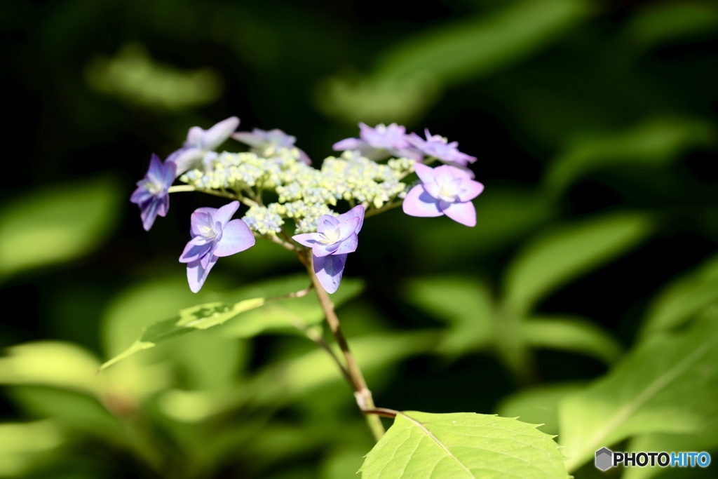 紫陽花