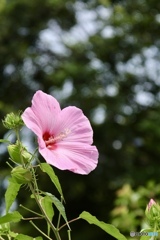 夏の花