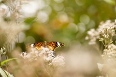 美味しいね ２４