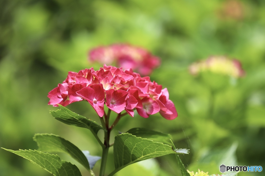 紫陽花