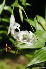 夏の花