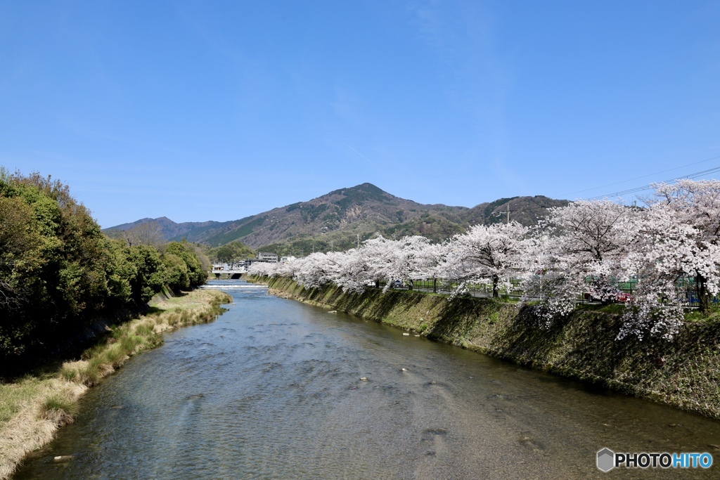 比叡山と桜　２