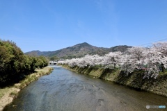 比叡山と桜　２