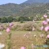 秋　桜