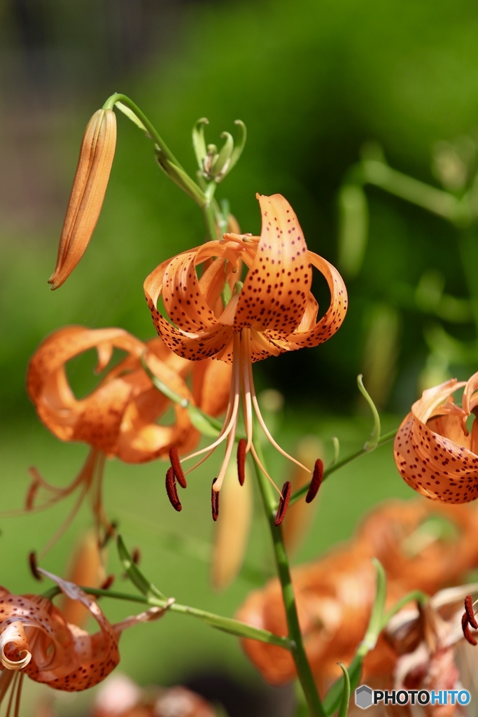 夏の花