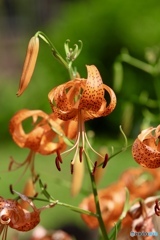 夏の花