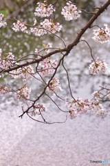 桜　１２