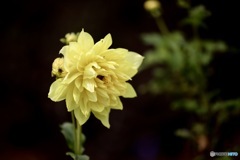 お母さんと一緒