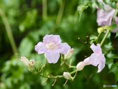 桃色凌霄花