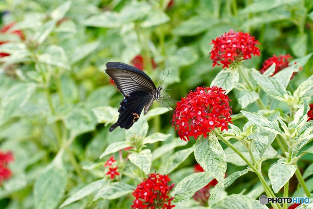 いただきます〜