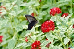 いただきます〜