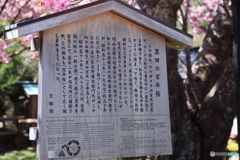 黒田の百年桜 案内