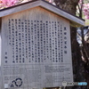 黒田の百年桜 案内