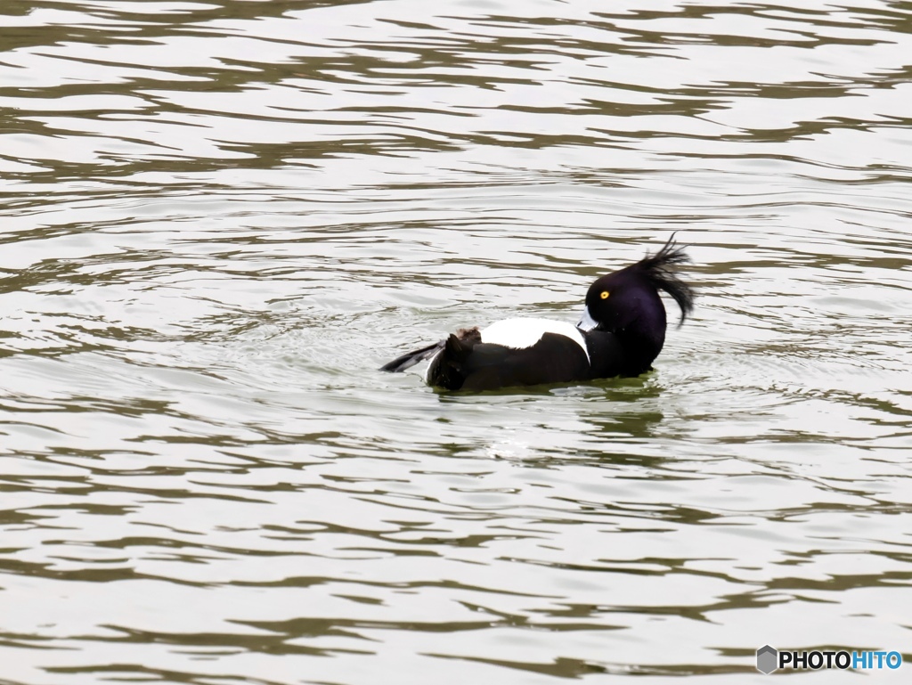 ラッコじゃないよ〜