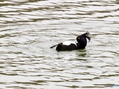 ラッコじゃないよ〜