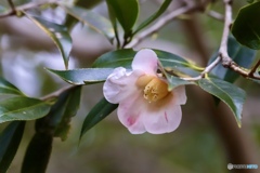 雪中花