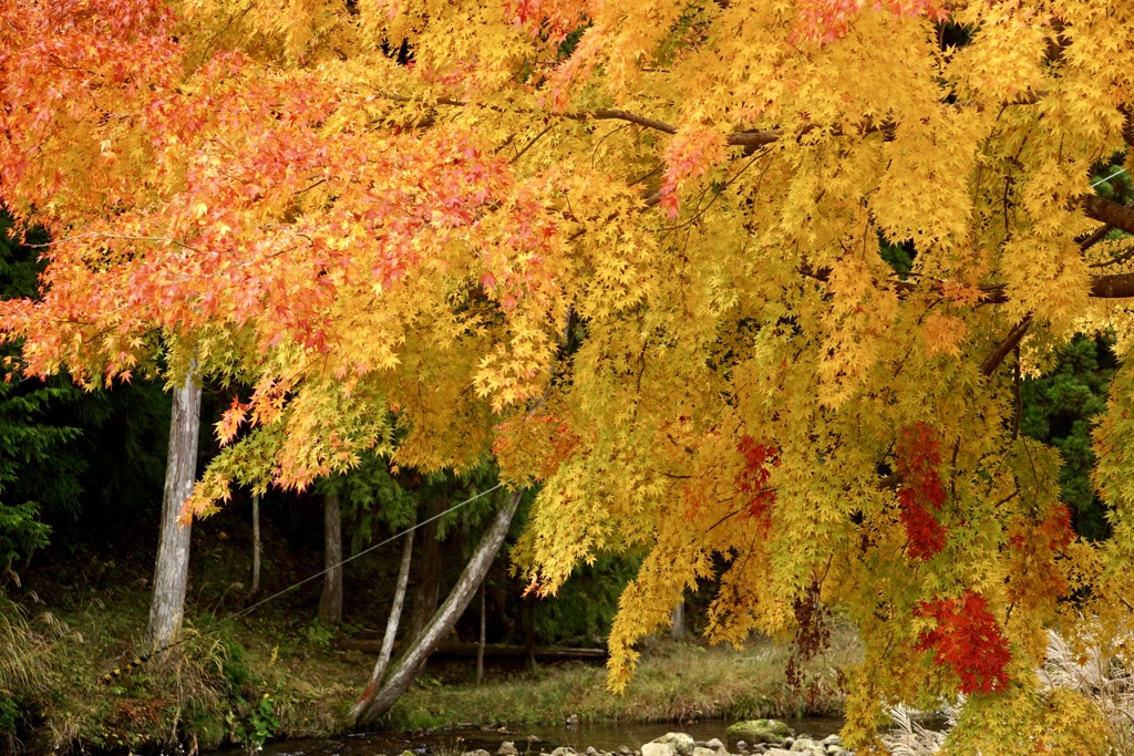 黄葉　２