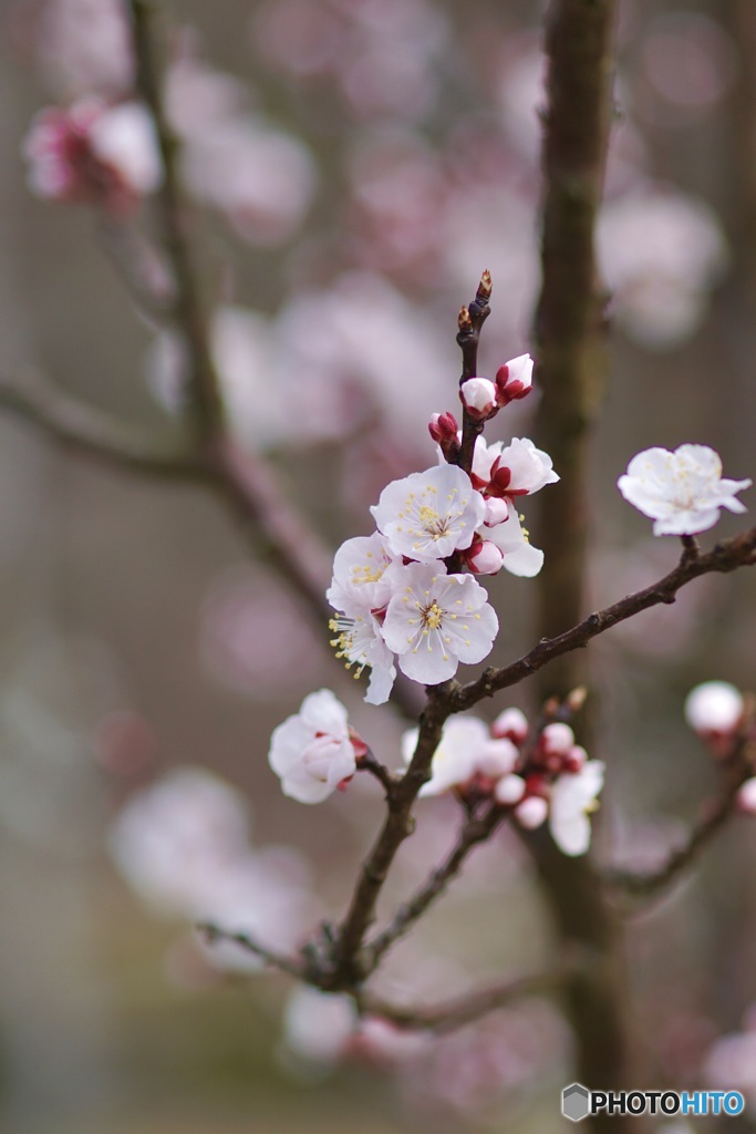 アンズの花