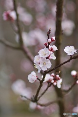 アンズの花