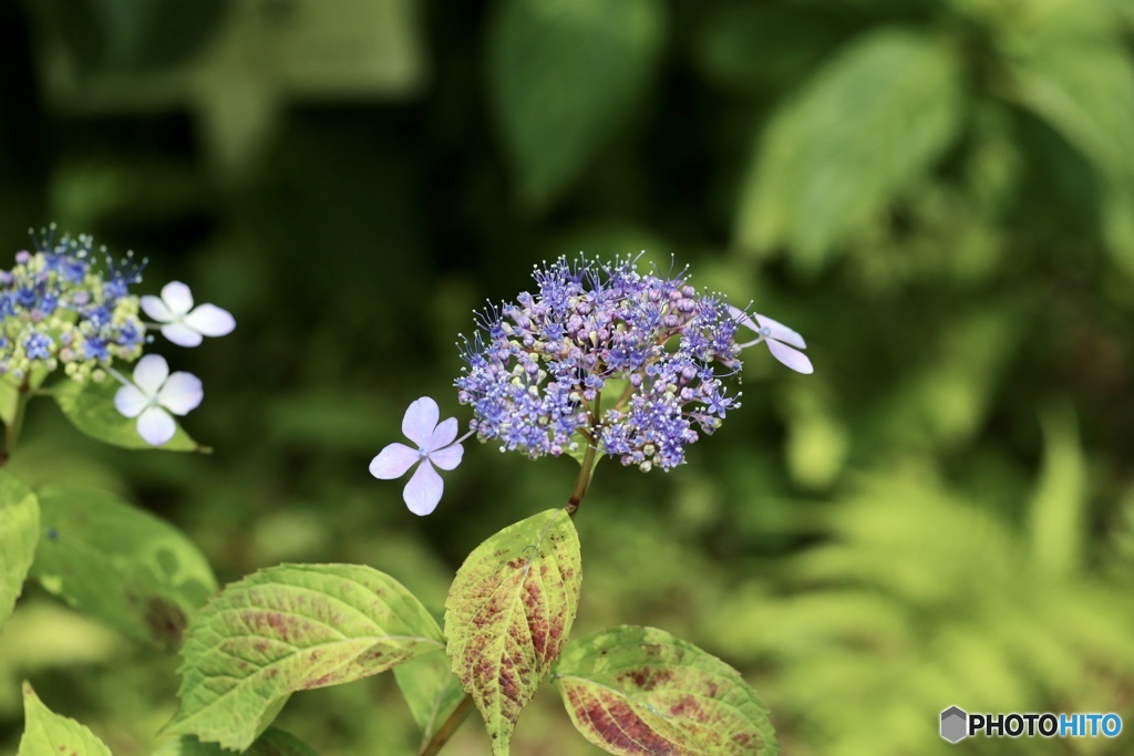 紫陽花　４