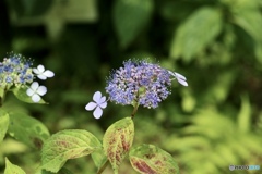 紫陽花　４