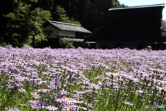 北山友禅菊