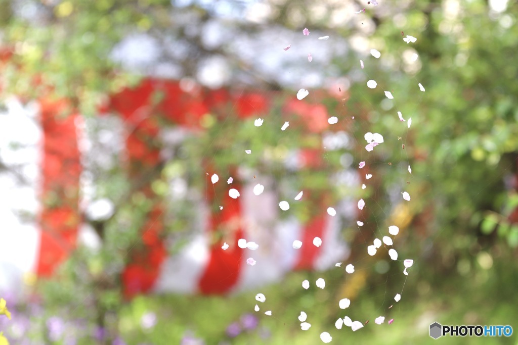 花びら