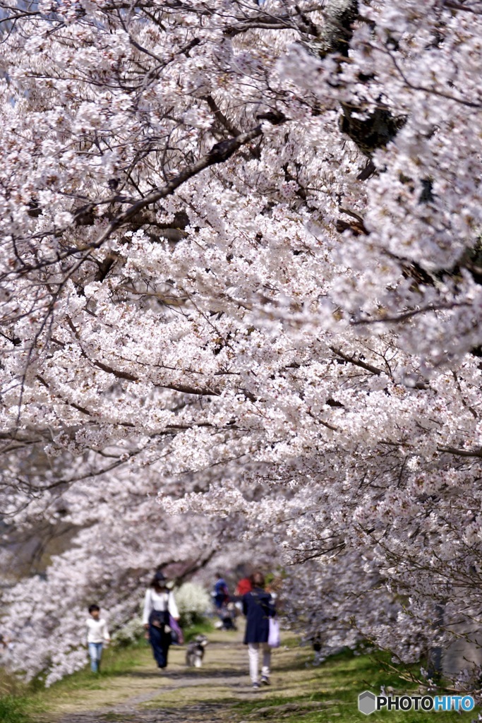 桜　１３