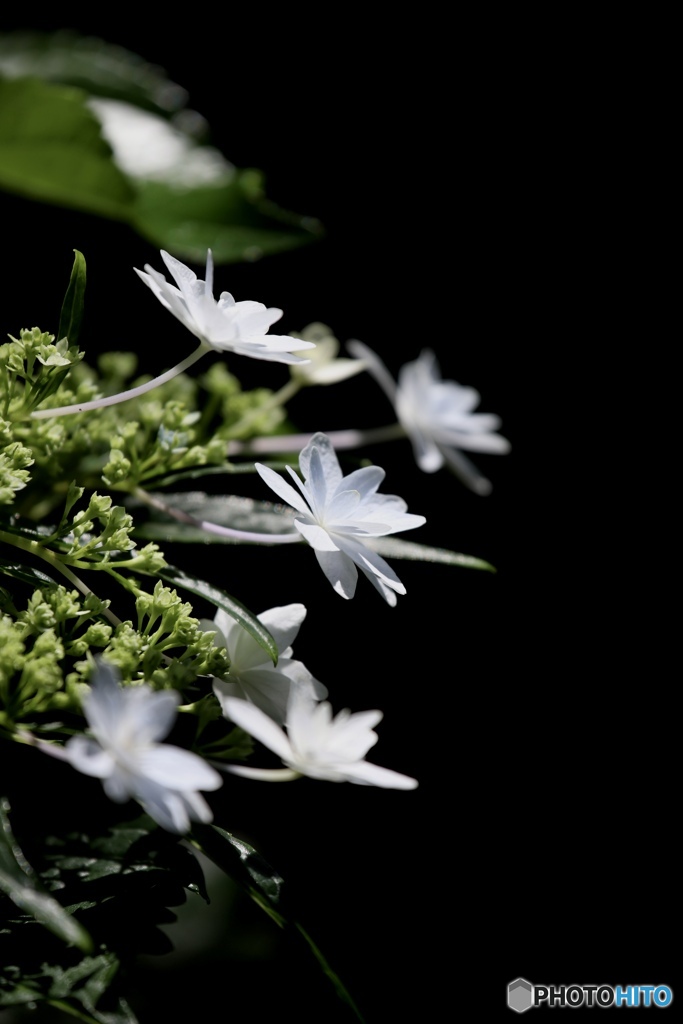 花　火