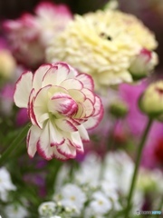 ラナンキュラス