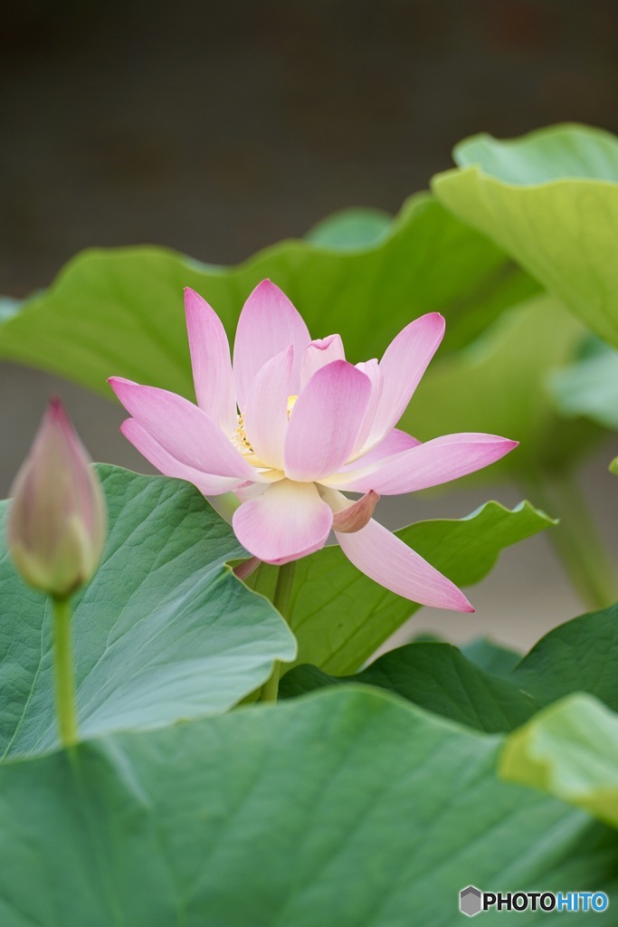 蓮の花