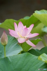 蓮の花