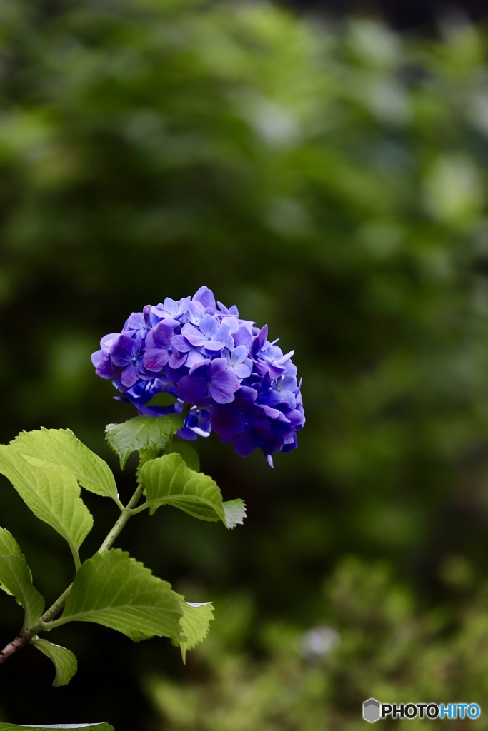 紫陽花