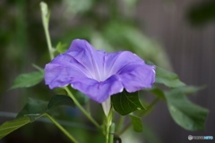 夏の花